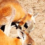 Caversham Wildlife and Swan Valley Private Tour - Detailed Breakdown of the Itinerary