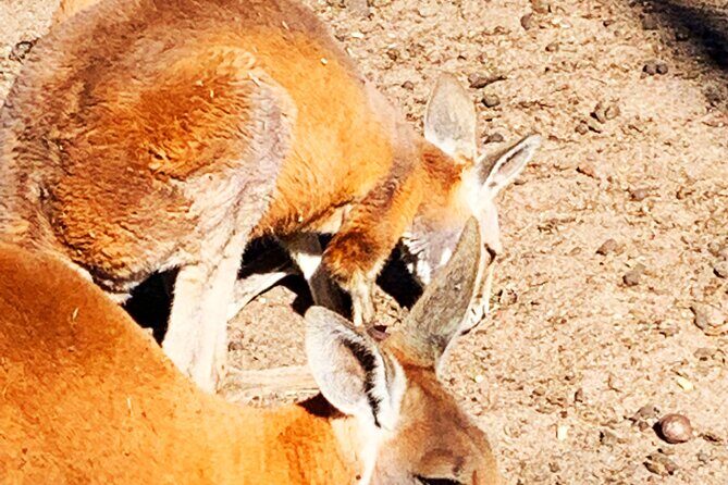 Caversham Wildlife and Swan Valley Private Tour - Detailed Breakdown of the Itinerary