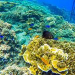 Cebu: 2 Day Island Hopping - Mactan, Moalboal & Kawasan Tour - Day 1: Mactan Island Hopping – What to Expect