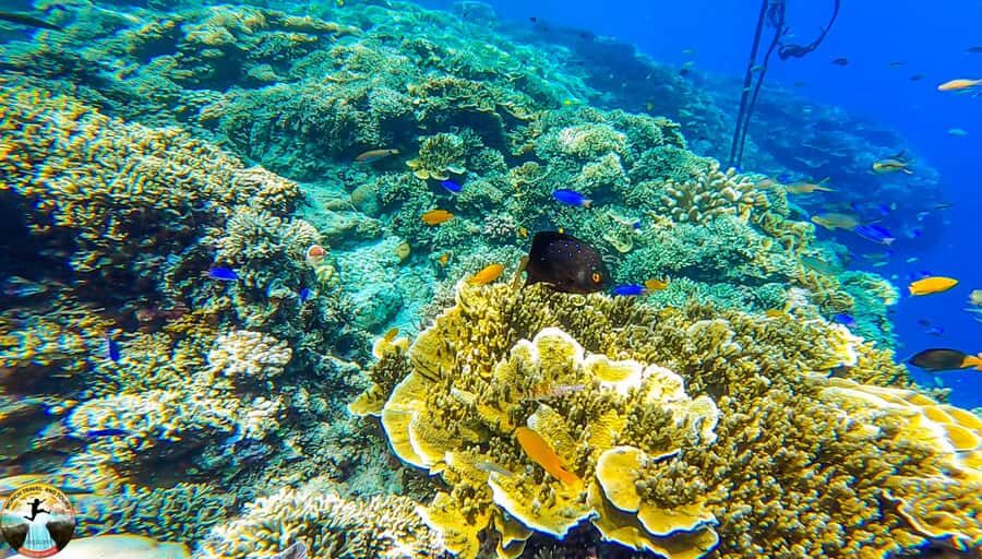 Cebu: 2 Day Island Hopping - Mactan, Moalboal & Kawasan Tour - Day 1: Mactan Island Hopping – What to Expect