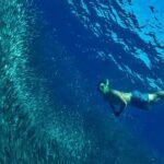 Cebu: 2 Days 1 Night City and Moalboal Tour Package - What Its Like to Experience This Tour