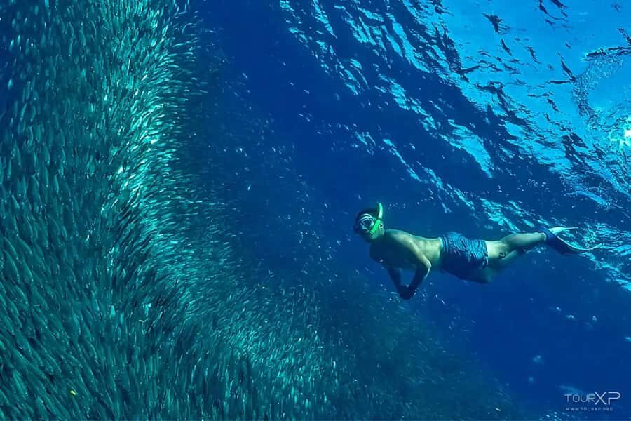 Cebu: 2 Days 1 Night City and Moalboal Tour Package - What Its Like to Experience This Tour