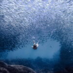 Cebu city to Pescador Island & Kawasan Canyoneering Tour - Who Would Enjoy This Tour?