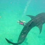 Cebu Group Tour: Whaleshark Watching & Kawasan Canyoneering - What’s Included & What to Consider