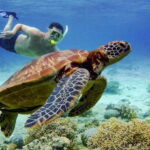 Cebu: Island Hopping Pescador,Sardine Run andTurtle Paradise - In-Depth Look at the Itinerary