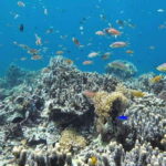 Cebu: Mactan Island Hopping Tour with Snorkeling - Why This Tour Offers Great Value