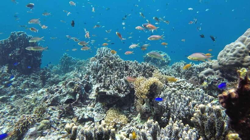 Cebu: Mactan Island Hopping Tour with Snorkeling - Why This Tour Offers Great Value