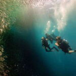 Cebu: Moalboal Scuba Diving, Sardines Run & Pescador Snorkel - Itinerary Breakdown