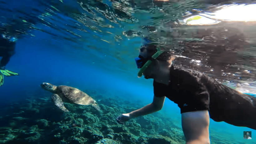 Cebu: Oslob Whale Shark and Moalboal Snorkeling Adventure - Detailed Breakdown: What to Expect at Each Stop