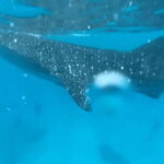 Cebu: Oslob Whale Shark and Moalboal Snorkeling Tour - Who Is This Tour Best For?