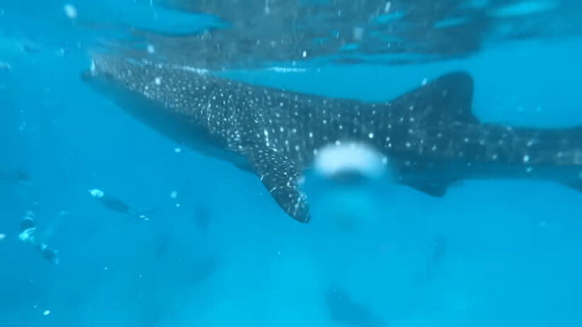 Cebu: Oslob Whale Shark and Moalboal Snorkeling Tour - The Whale Shark Encounter: The Main Event