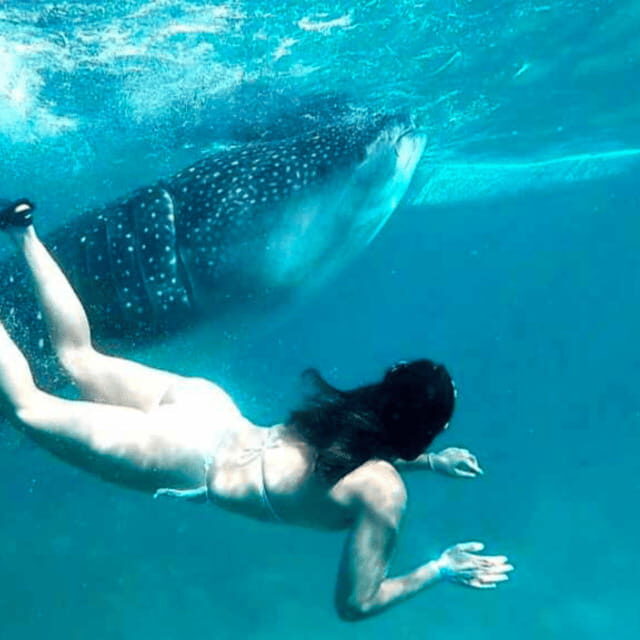 Cebu: Oslob Whale Shark, Sumilon, Ruins, Simala Church - What We Think About the Value