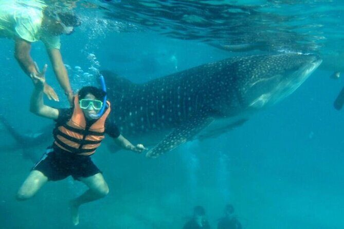 Cebu: Oslob Whale Sharks, Tumalog Falls and Sardines Snorkeling - What Makes This Tour Stand Out?  