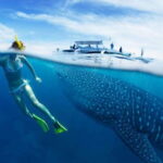 Cebu: Oslob Whale Sharks, Tumalog Falls & Sardine Snorkeling - What’s Included and What to Consider