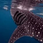 Cebu: Oslob Whaleshark & Canyoneering Group Tour with Lunch - An In-Depth Look at the Oslob & Badian Experience