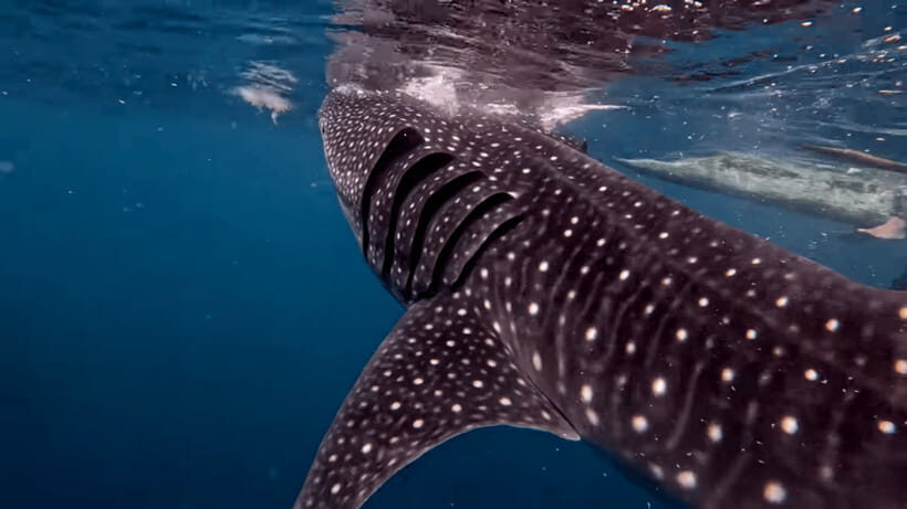 Cebu: Oslob Whaleshark & Canyoneering Group Tour with Lunch - An In-Depth Look at the Oslob & Badian Experience
