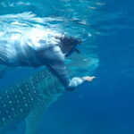 Cebu: Oslob Whaleshark Experience Shared Tour - Practical Tips & What to Bring