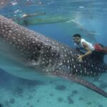 Cebu Oslob Whaleshark, Tumalog Falls&Sumilon Island(Private) - Practicalities and Considerations