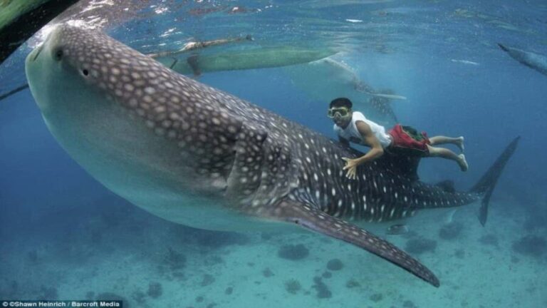 Cebu Oslob Whaleshark, Tumalog Falls&Sumilon Island(Private) - Practicalities and Considerations