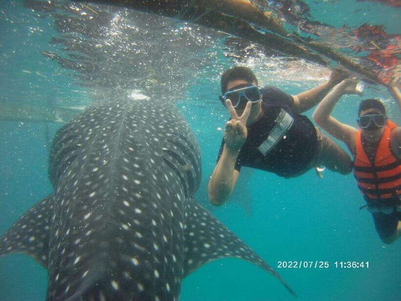 Cebu; Oslob Whaleshark Watching Day Tour - Arrival at Oslob: What You Can Expect