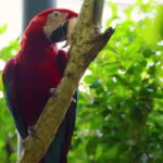 Cebu Safari & Adventure Park: Wildlife Tour with Transfers - What Makes This Tour Stand Out