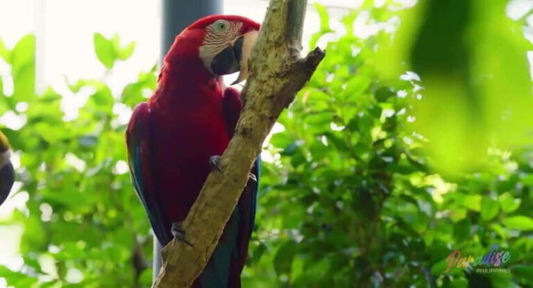 Cebu Safari & Adventure Park: Wildlife Tour with Transfers - What Makes This Tour Stand Out