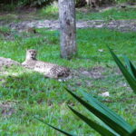 Cebu Safari: Experience Wildlife Up Close - FAQ