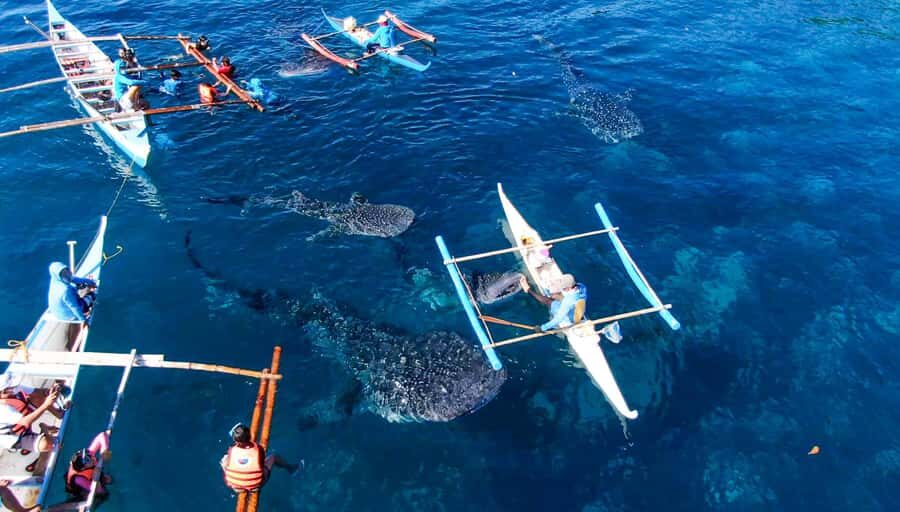 Cebu: Scuba Diving with Whale Sharks Trip in Oslob - The Experience of Swimming with Whale Sharks