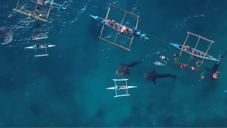 Cebu Ultimate Adventure: Oslob, Inambakan Falls & Moalboal - What’s Included and What’s Not