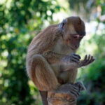 Cebu: Whale Shark, Monkey Sanctuary, & Moalboal Turtles Tour - The Practical Details