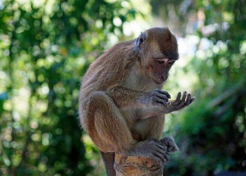 Cebu: Whale Shark, Monkey Sanctuary, & Moalboal Turtles Tour - The Practical Details