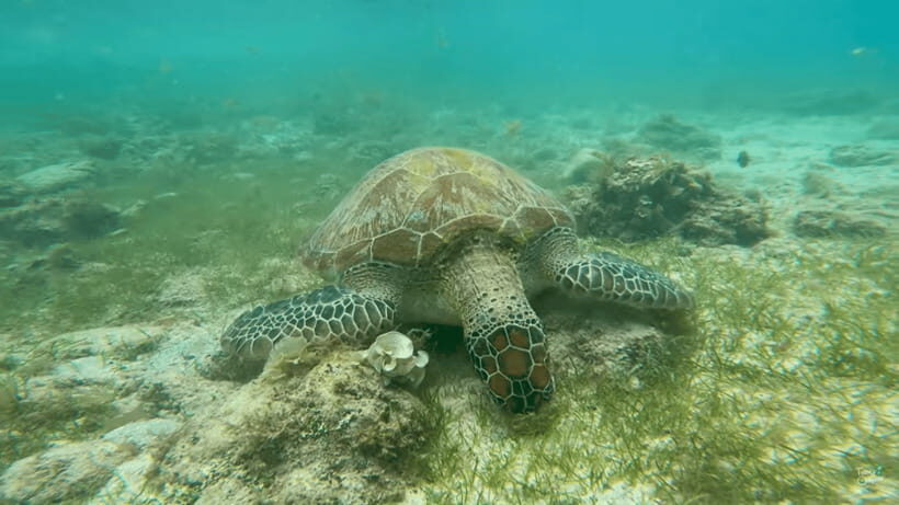 Cebu: Whale Shark Oslob and Moalboal Snorkeling Adventure - The Sum Up
