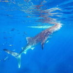 Cebu: Whale Shark Snorkeling & Kawasan Canyoning Tour - The Value and Price