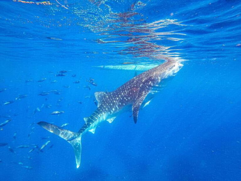Cebu: Whale Shark Snorkeling & Kawasan Canyoning Tour - The Value and Price
