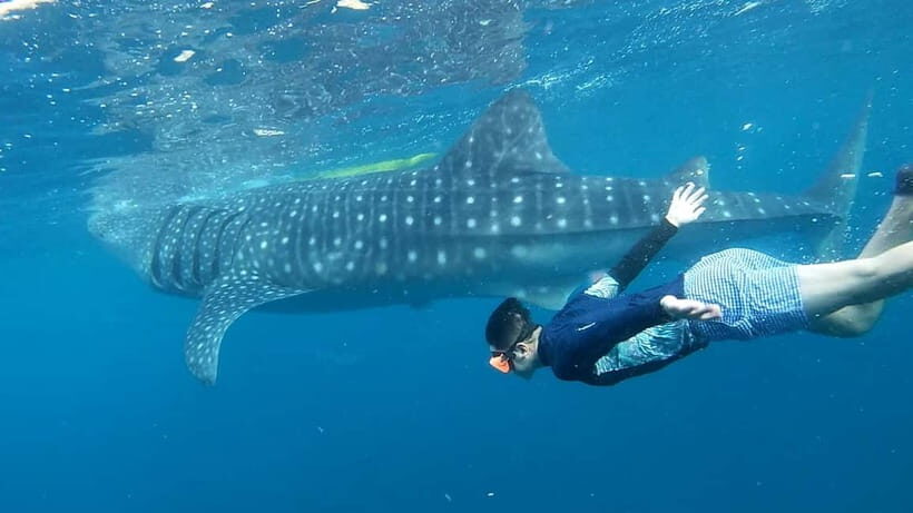 Cebu: Whale Shark Swim and Kawasan Canyoneering Tour - Transportation & Group Size