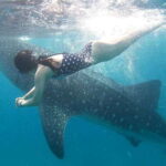 Cebu: Whale Shark, Tumalog Waterfall, and Moalboal Tour - Practical Details & Why They Matter