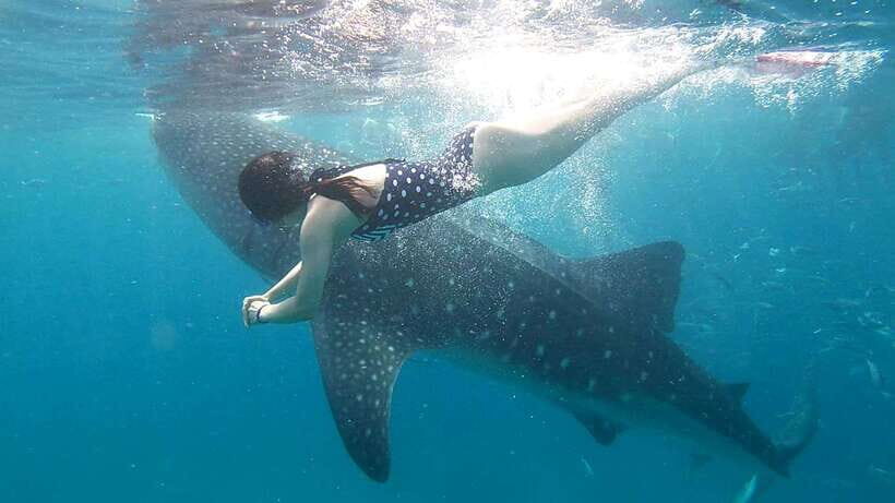 Cebu: Whale Shark, Tumalog Waterfall, and Moalboal Tour - Practical Details & Why They Matter