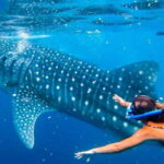 Cebu: Whaleshark Encounter, Tumalog Falls, & Monkey Viewing - Why This Tour Works