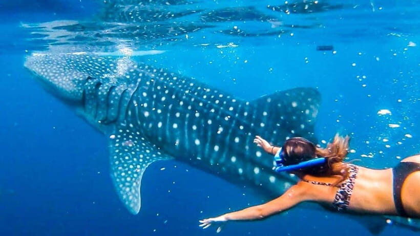 Cebu: Whaleshark Encounter, Tumalog Falls, & Monkey Viewing - Why This Tour Works