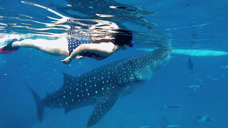 Cebu: Whaleshark Swimming & Kawasan falls Canyoneering Tour - Analyzing the Value & Overall Experience