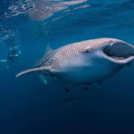 Cebu: Whalesharks, Sumilon Sandbar & Tumalog Falls Tour - Whats Included and Whats Not