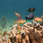 Cebu:Oslob Whale Sharks, Tumalog Falls & Moalboal Snorkeling - Practical Details and What to Bring