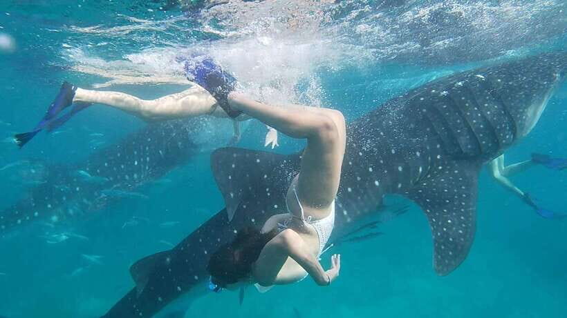 Cebu:WhaleShark Watching & Kawasan Canyoneering Private Tour - Detailed Breakdown of the Experience