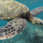 Certified and Beginner Scuba Diving from Pattaya - Authentic Insights from Reviews