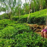 Ceylon Tea Experience from Colombo Port Passenger Terminal - Transportation and Practicalities