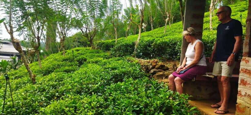 Ceylon Tea Experience from Colombo Port Passenger Terminal - Transportation and Practicalities