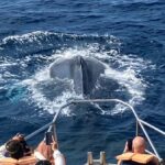 Chatan: Okinawa Whale Watching - Final Thoughts