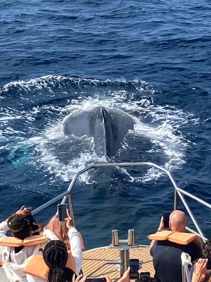 Chatan: Okinawa Whale Watching - Final Thoughts