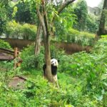 Chengdu Day Tour of Panda Hometown & Taoist Mountain - Lunch and Local Flavor