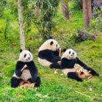 Chengdu: Giant Panda Base Admission Ticket - Who Should Consider This Tour?